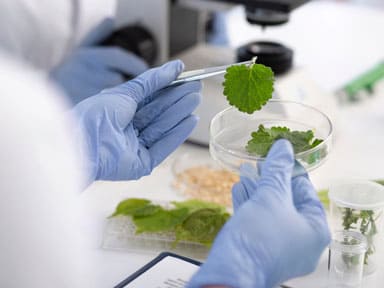 Maharashtra Tissue Culture Companies